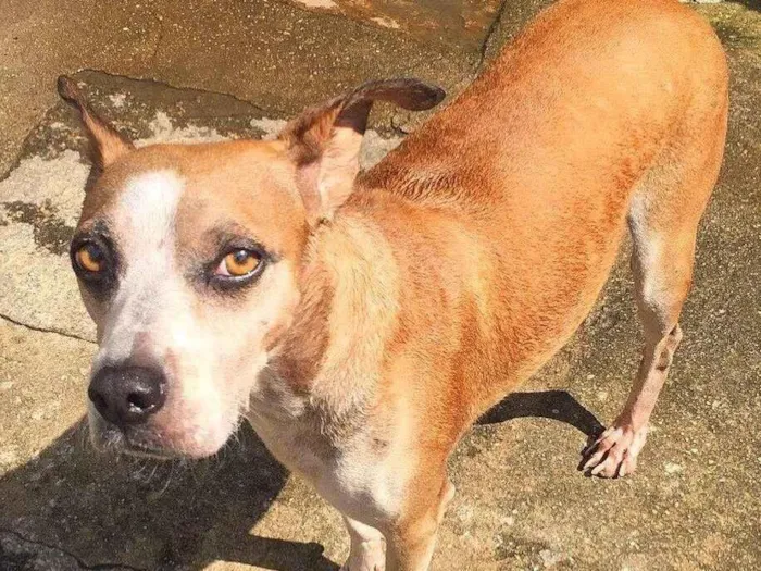 Cachorro ra a SRD-ViraLata idade 4 anos nome Bóris