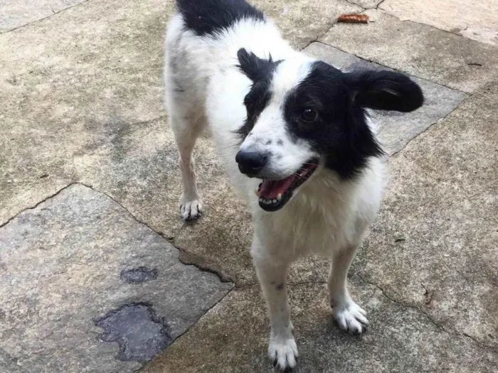 Cachorro ra a SRD-ViraLata idade 6 ou mais anos nome Billy