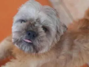 Cachorro raça Shitzu idade 5 anos nome Thor