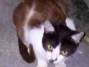 Gato raça SRD-ViraLata idade 7 a 11 meses nome Genilda