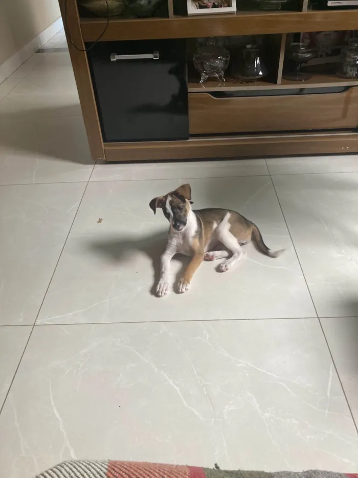 Cachorro ra a SRD-ViraLata idade 1 ano nome Lana