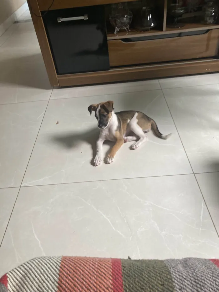 Cachorro ra a SRD-ViraLata idade 1 ano nome Lana