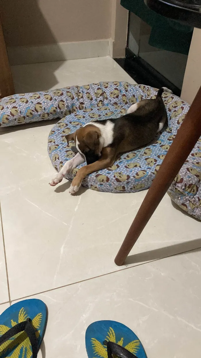 Cachorro ra a SRD-ViraLata idade 1 ano nome Lana