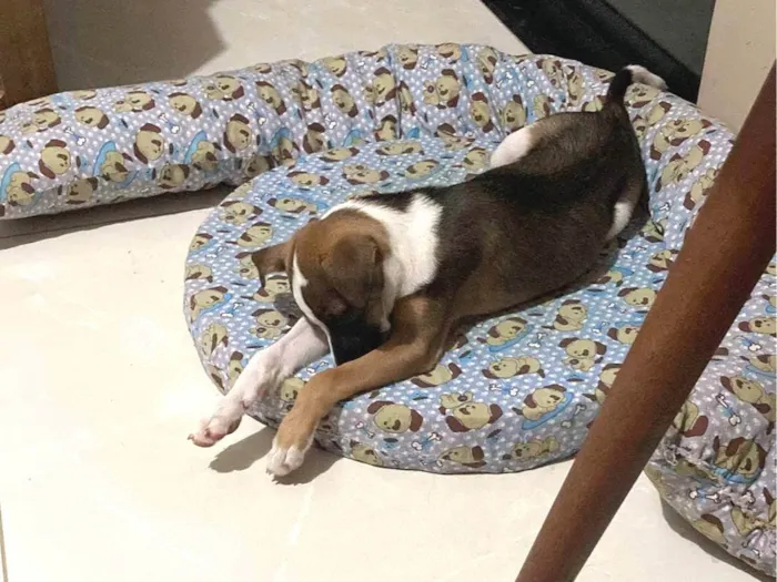 Cachorro ra a SRD-ViraLata idade 1 ano nome Lana