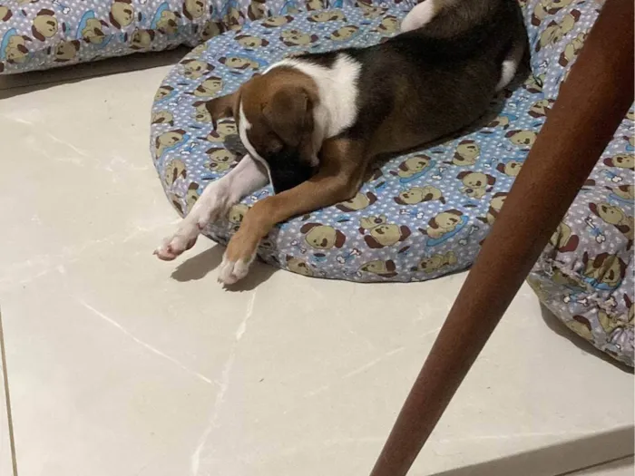 Cachorro ra a SRD-ViraLata idade 1 ano nome Lana