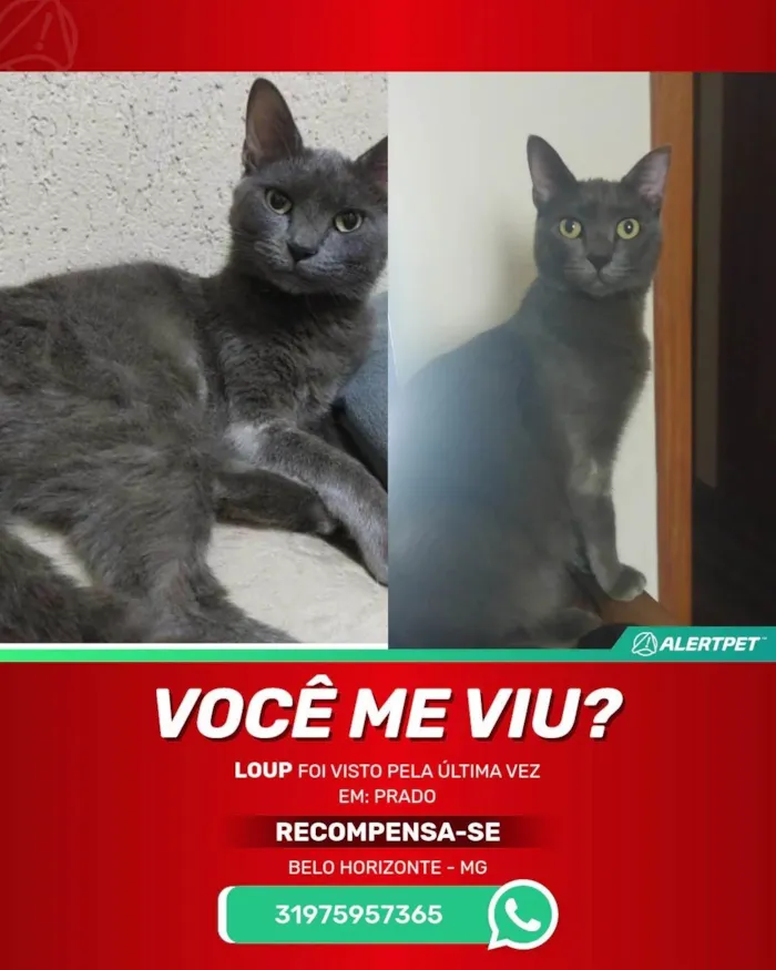 Gato ra a SRD-ViraLata idade 2 anos nome Loup