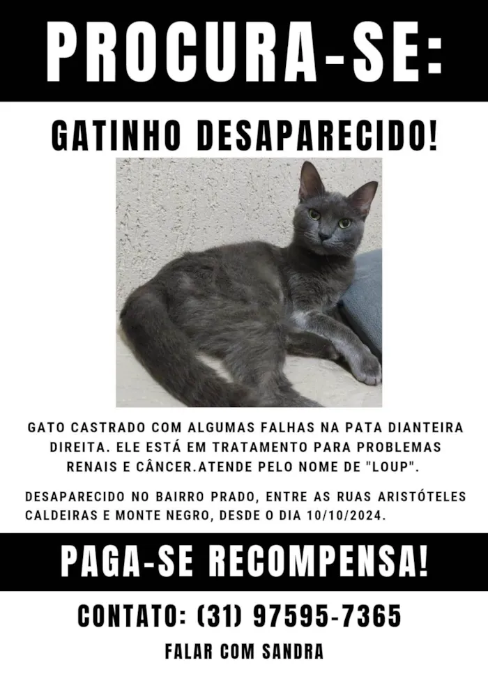 Gato ra a SRD-ViraLata idade 2 anos nome Loup