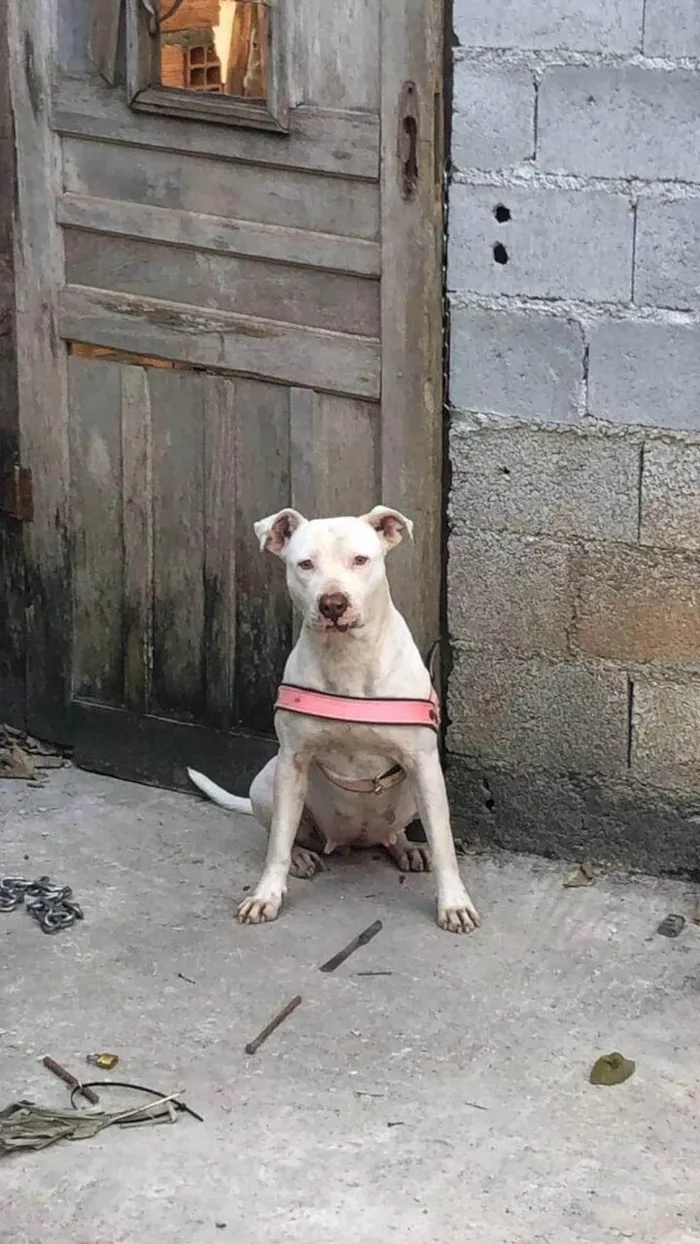 Cachorro ra a Pit-Bull idade 3 anos nome Pandora