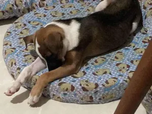 Cachorro raça SRD-ViraLata idade 1 ano nome Lana