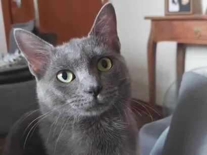 Gato raça SRD-ViraLata idade 2 anos nome Loup