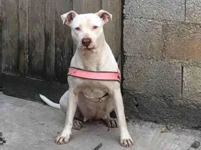 Cachorro raça Pit-Bull idade 3 anos nome Pandora