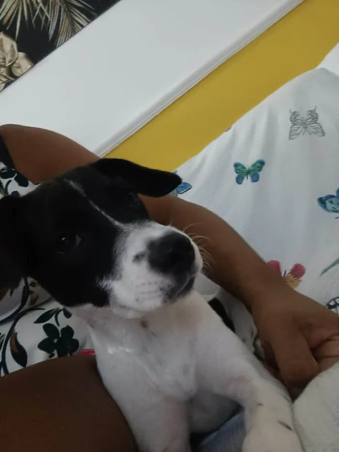 Cachorro ra a SRD-ViraLata idade 2 a 6 meses nome Perola