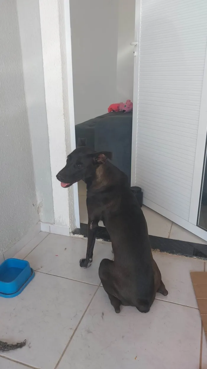 Cachorro ra a SRD-ViraLata idade 1 ano nome Luna Gabriela 