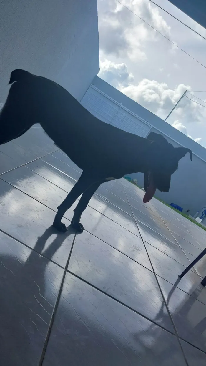 Cachorro ra a SRD-ViraLata idade 1 ano nome Luna Gabriela 