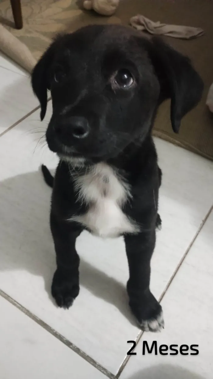 Cachorro ra a SRD-ViraLata idade 2 a 6 meses nome Sem nome