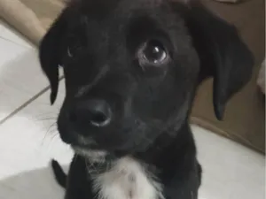 Cachorro raça SRD-ViraLata idade 2 a 6 meses nome Sem nome