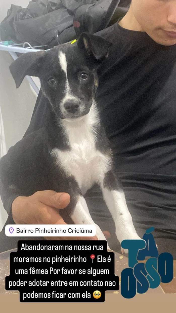 Cachorro ra a SRD-ViraLata idade 1 ano nome Pit