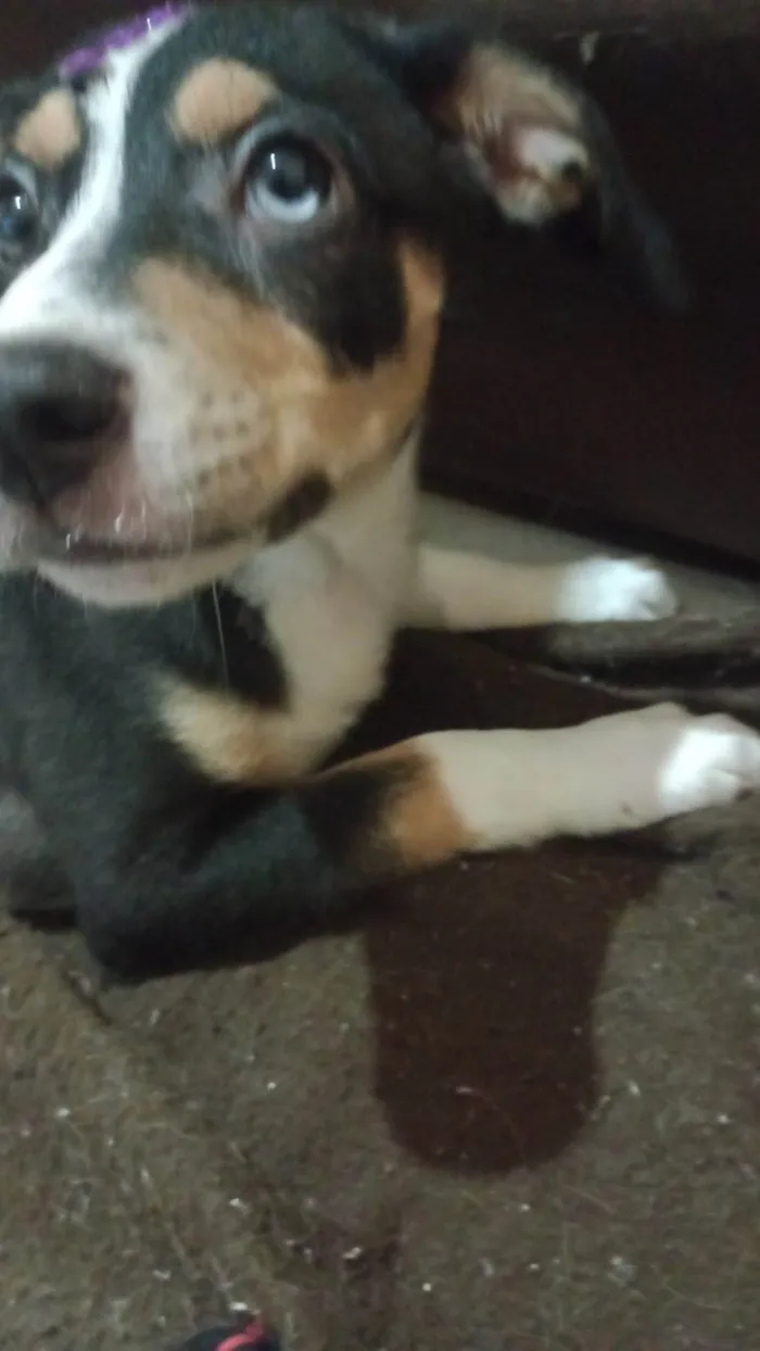 Cachorro ra a SRD-ViraLata idade 2 a 6 meses nome Charlotte 