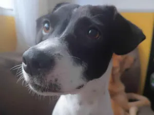 Cachorro raça SRD-ViraLata idade 2 a 6 meses nome Perola