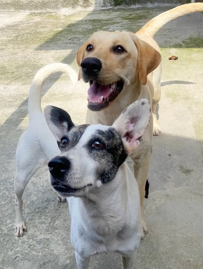 Cachorro ra a Labrador idade 1 ano nome Maya