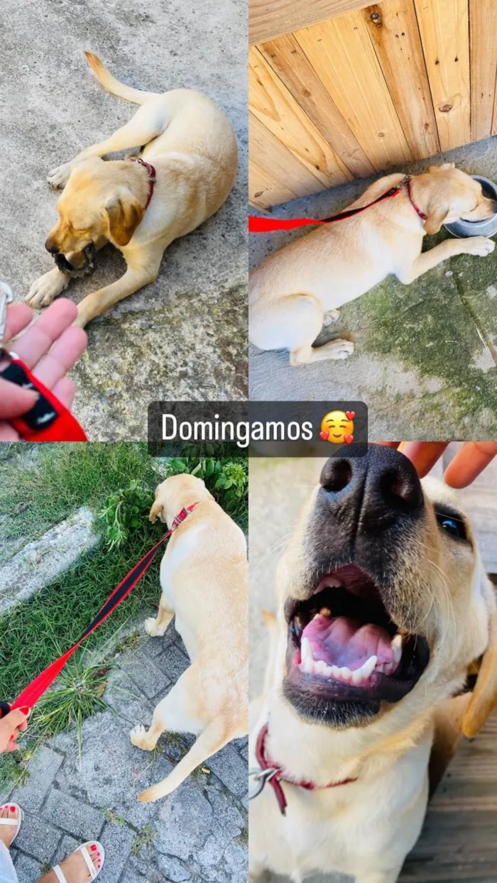 Cachorro ra a Labrador idade 1 ano nome Maya