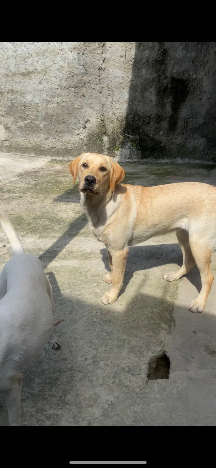 Cachorro ra a Labrador idade 1 ano nome Maya