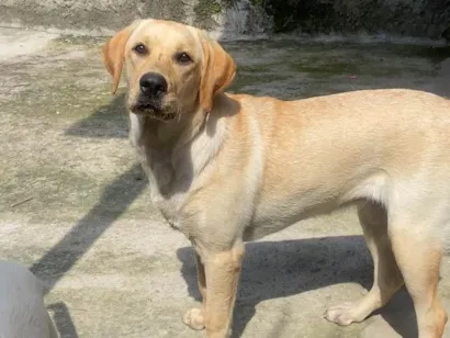 Cachorro raça Labrador idade 2 anos nome Maya