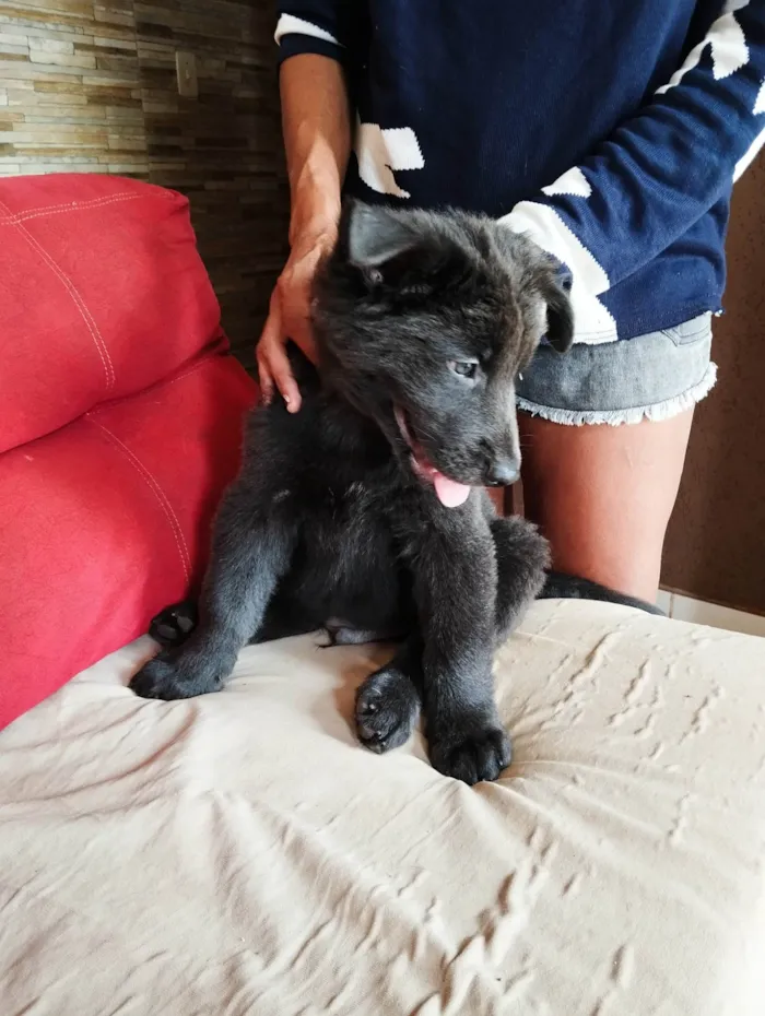 Cachorro ra a Husky Siberiano idade Abaixo de 2 meses nome Filhote Macho 