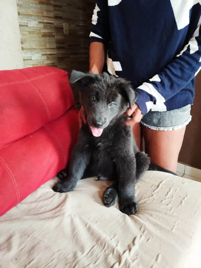 Cachorro ra a Husky Siberiano idade Abaixo de 2 meses nome Filhote Macho 