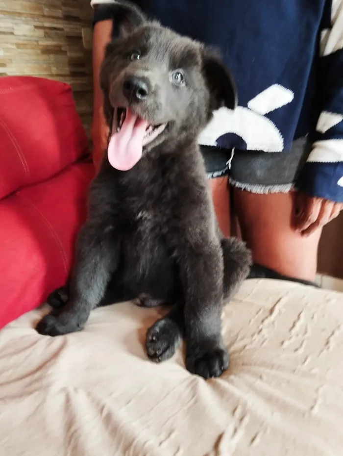 Cachorro ra a Husky Siberiano idade Abaixo de 2 meses nome Filhote Macho 