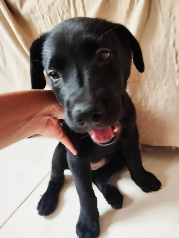 Cachorro ra a SRD-ViraLata idade Abaixo de 2 meses nome Diamante Negro 