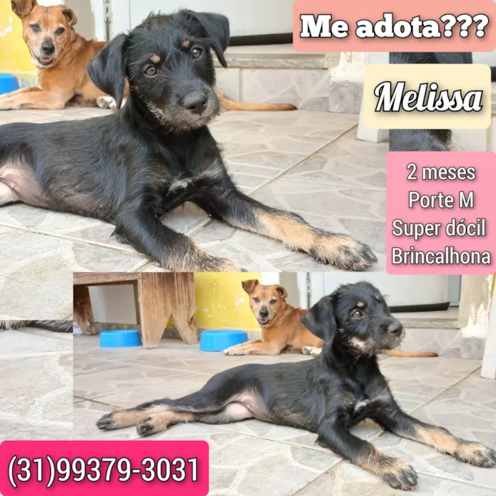 Cachorro ra a SRD-ViraLata idade 2 a 6 meses nome Melissa