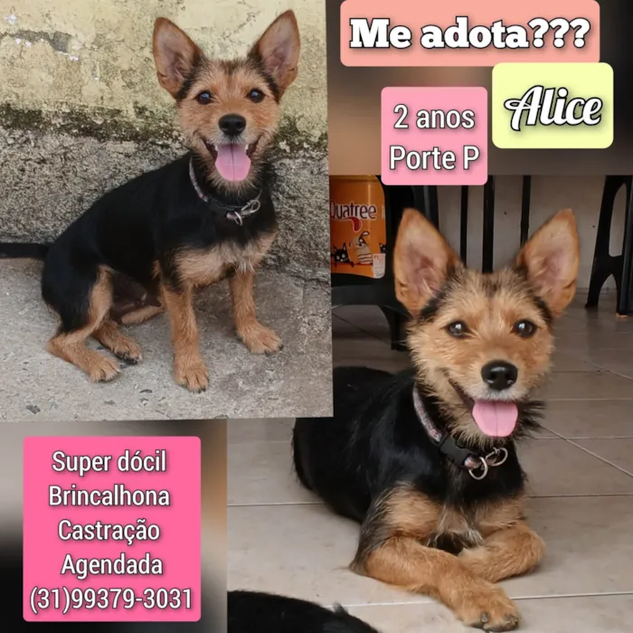 Cachorro ra a SRD-ViraLata idade 2 anos nome Alice