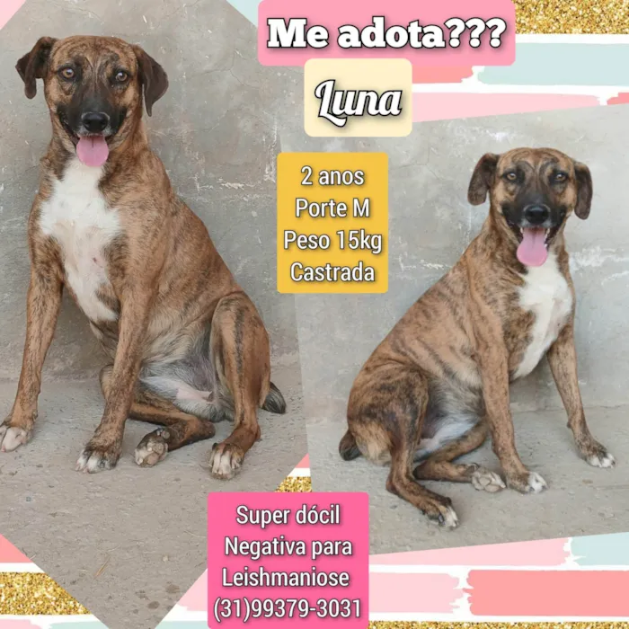 Cachorro ra a SRD-ViraLata idade 2 anos nome Luna