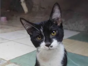 Gato raça SRD-ViraLata idade 2 a 6 meses nome Ice