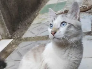 Gato raça SRD-ViraLata idade 2 a 6 meses nome Brai