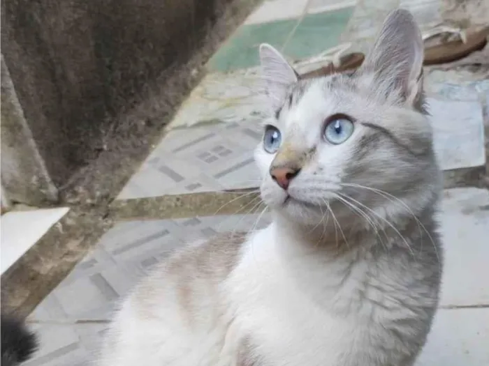 Gato ra a SRD-ViraLata idade 2 a 6 meses nome Brai