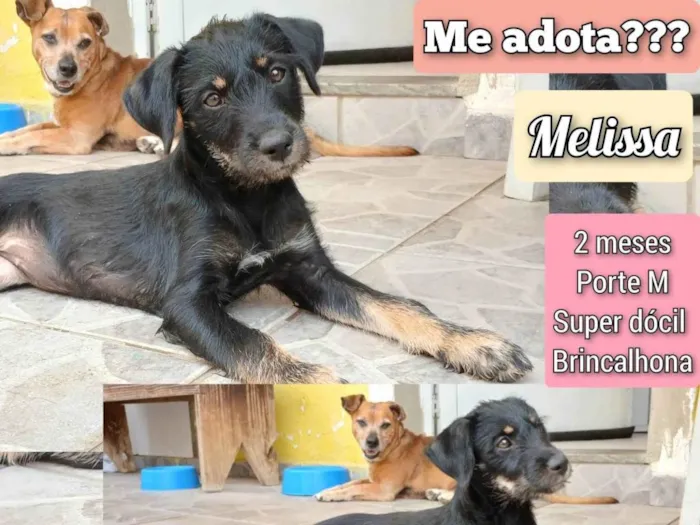 Cachorro ra a SRD-ViraLata idade 2 a 6 meses nome Melissa