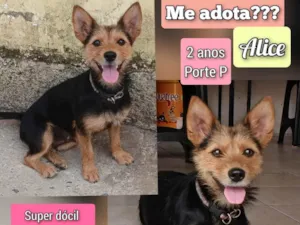 Cachorro raça SRD-ViraLata idade 2 anos nome Alice