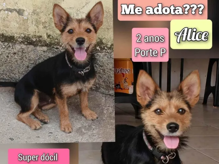 Cachorro ra a SRD-ViraLata idade 2 anos nome Alice