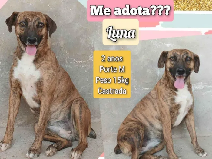 Cachorro ra a SRD-ViraLata idade 2 anos nome Luna