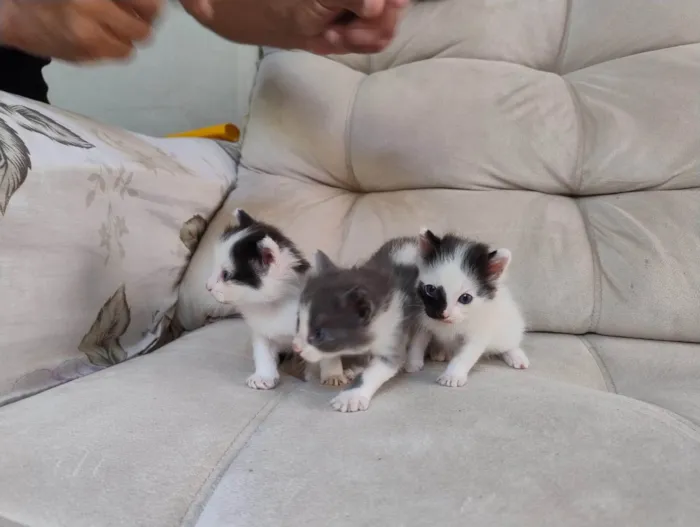 Gato ra a Siamês idade Abaixo de 2 meses nome filhote