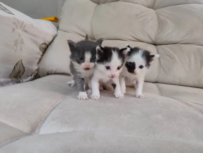 Gato ra a Siamês idade Abaixo de 2 meses nome filhote