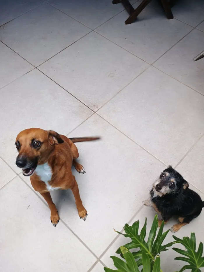 Cachorro ra a SRD-ViraLata idade 3 anos nome Pink e Pingo