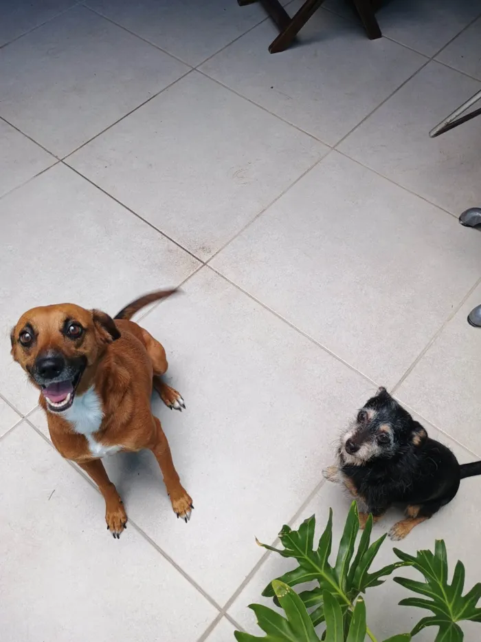 Cachorro ra a SRD-ViraLata idade 3 anos nome Pink e Pingo