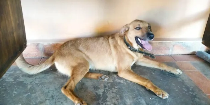 Cachorro ra a SRD-ViraLata idade 1 ano nome Paz