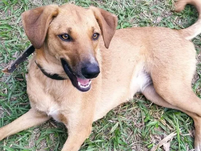 Cachorro ra a SRD-ViraLata idade 1 ano nome Paz