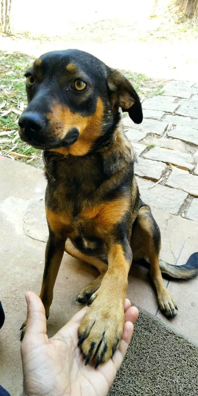 Cachorro ra a SRD-ViraLata idade 1 ano nome Shanti