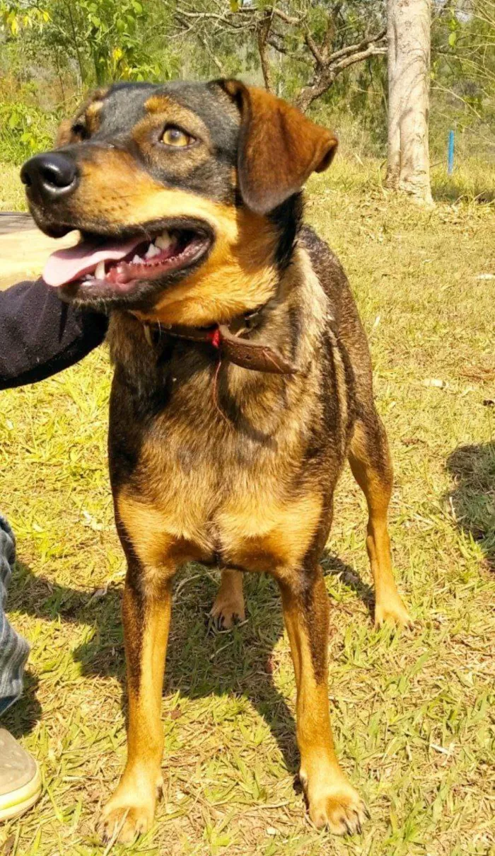 Cachorro ra a SRD-ViraLata idade 1 ano nome Shanti