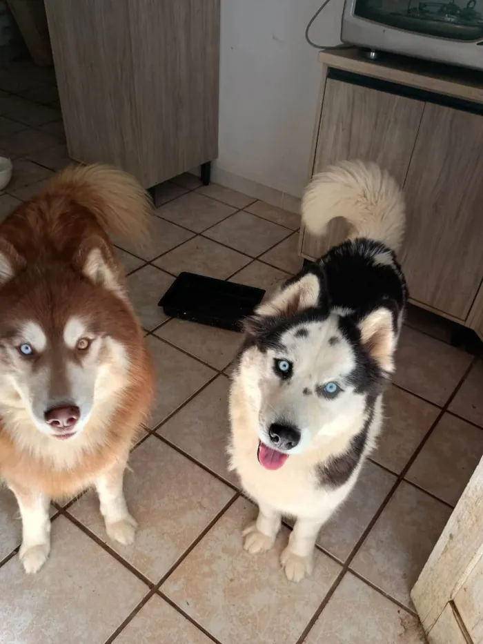 Cachorro ra a Husky Siberiano idade 2 anos nome Kiara 